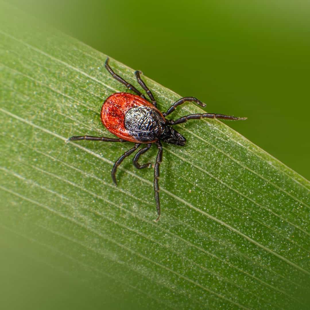 Tick on a green leaf, close-up of a Lyme disease vector. Tick on a green leaf, close-up of a Lyme disease vector.