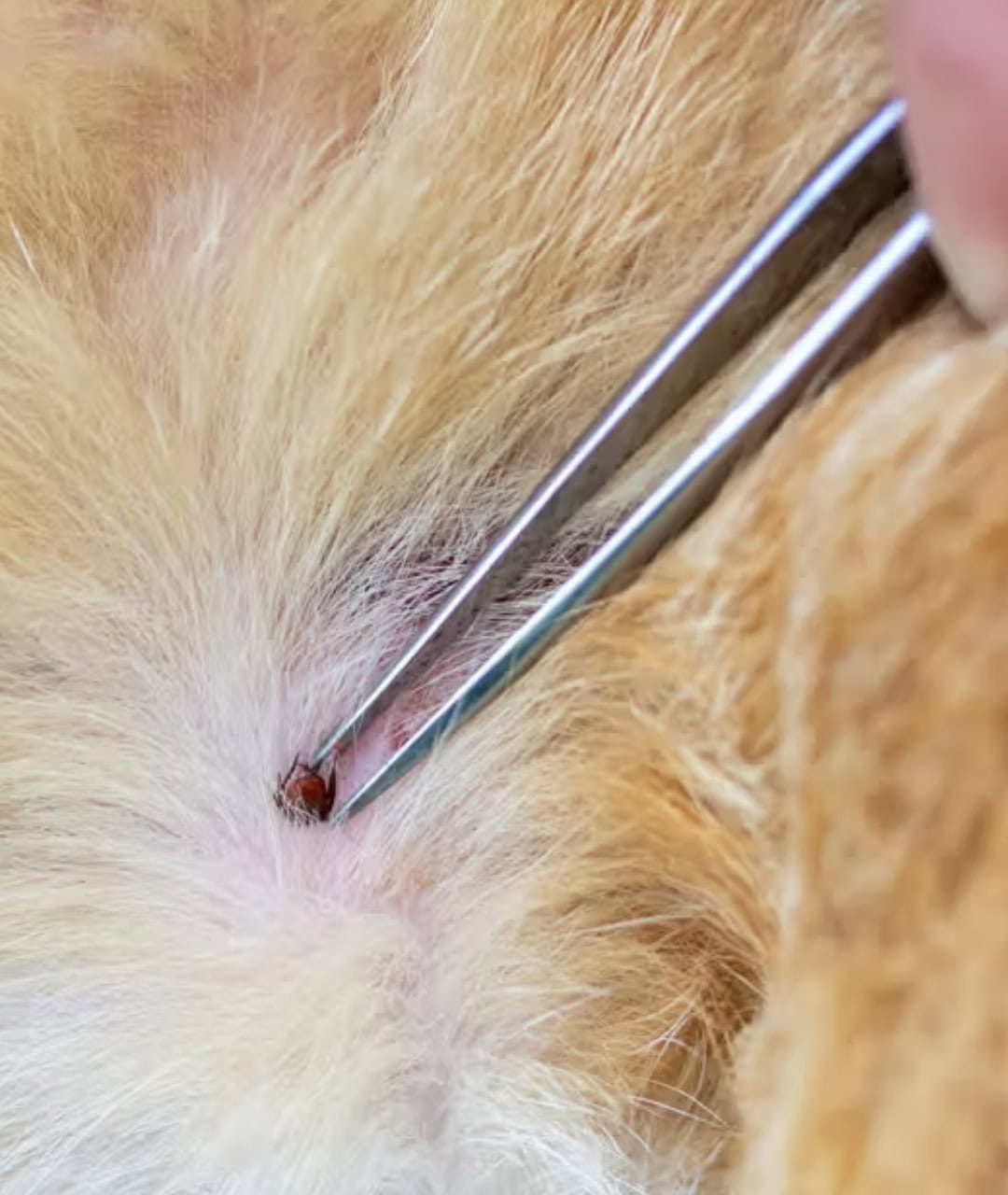 Dog skin health check with tweezers. Dog skin examination using tweezers for fleas or skin issues.