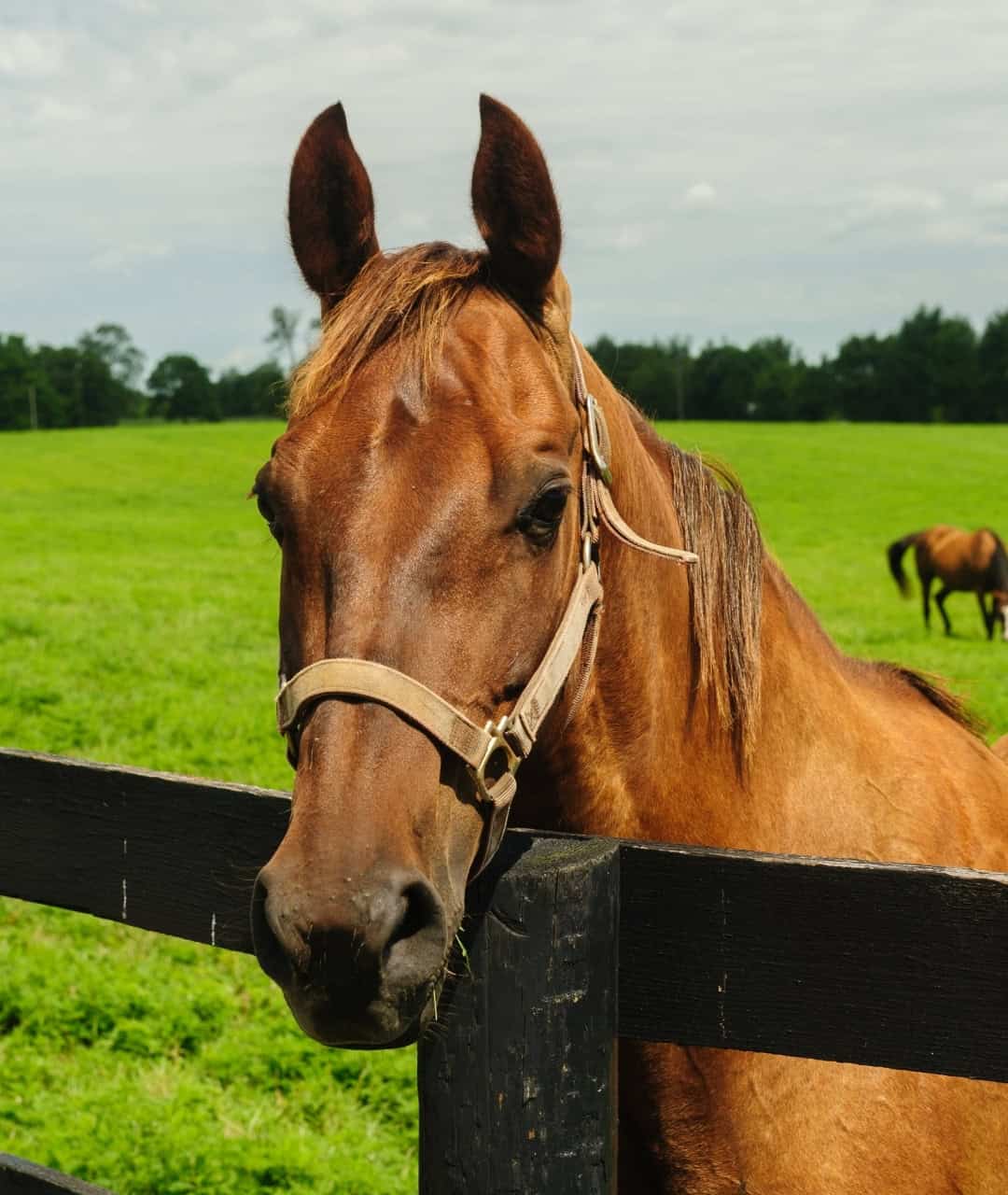 Horse in a green pasture with a black fence and other horses in the background. A close-up of a brown horse with a halter, standing behind a black wooden fence in a lush green fiel.