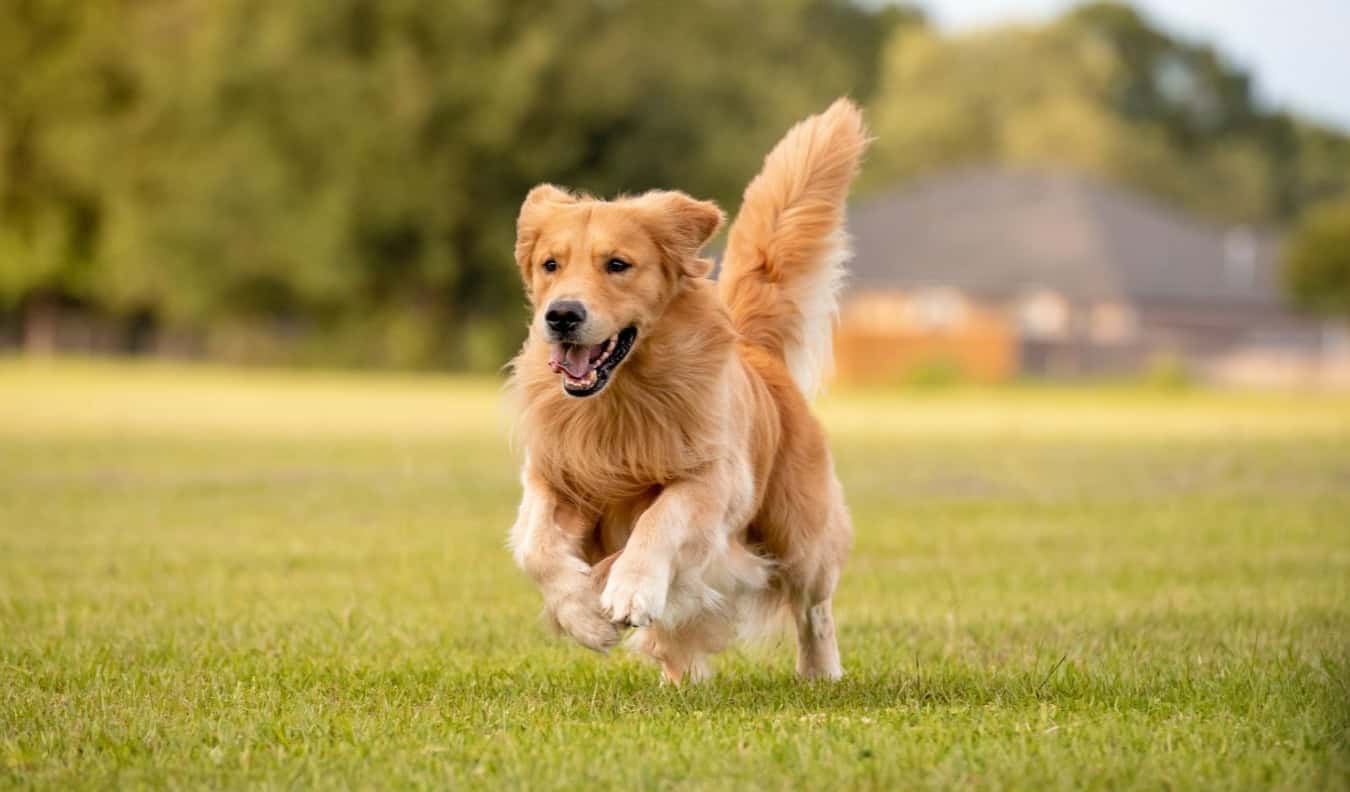 The Hidden Dangers of Ticks for Dogs and Outdoor Pets: What Every Pet Owner Should Know