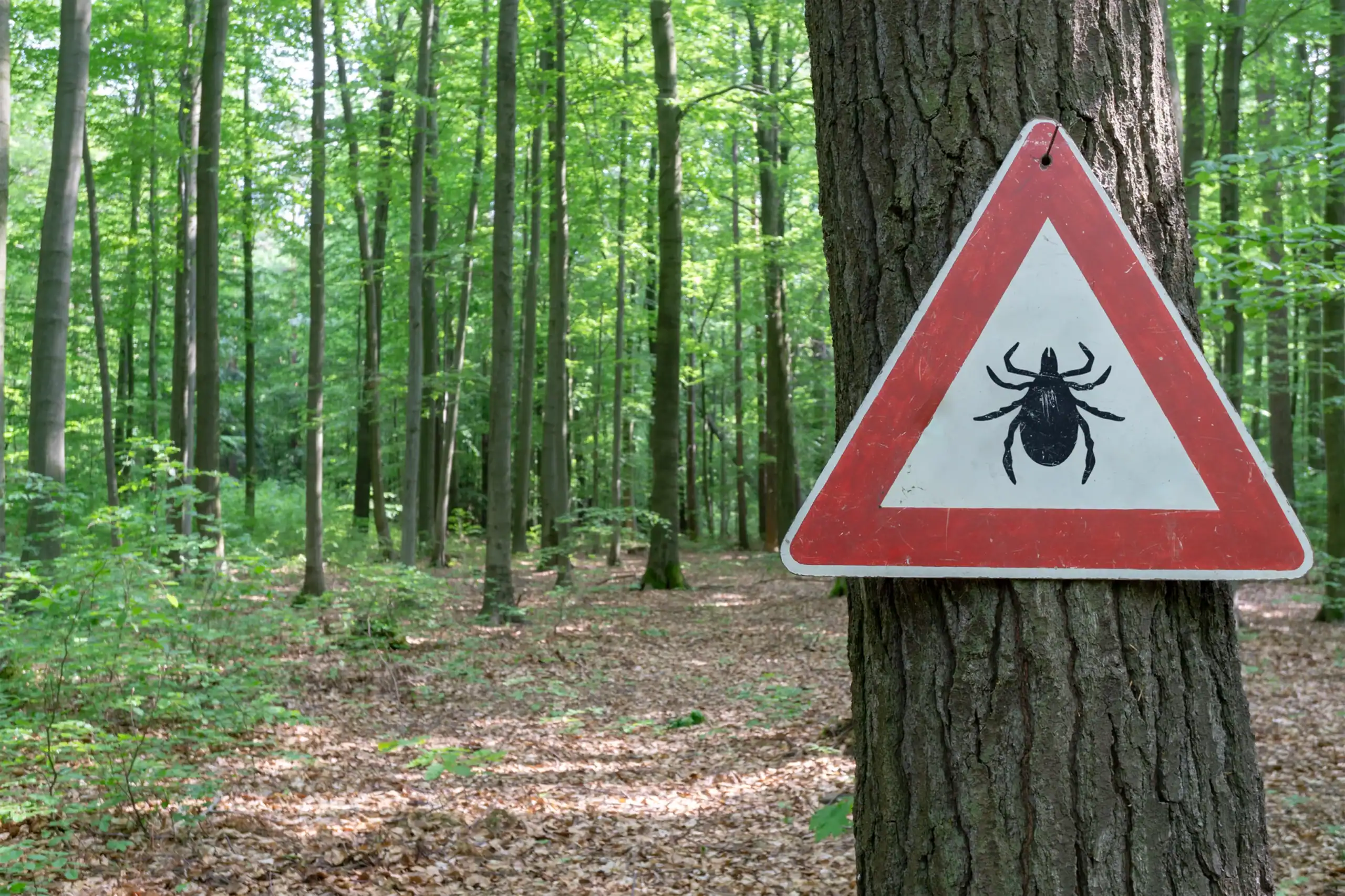 Stay Safe From Ticks: Your Essential Outdoor Guide